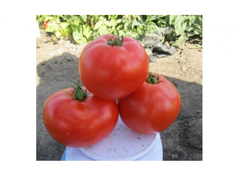 Семена детерминантного томата 1504 F1 среднеранний, (5000 нас.) Lark Seeds